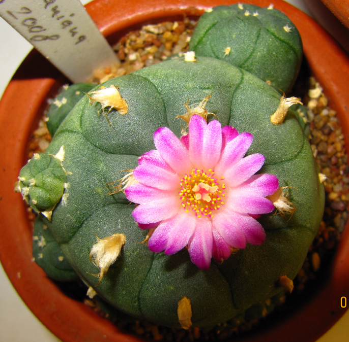 L.W. var. jourdaniana in flower